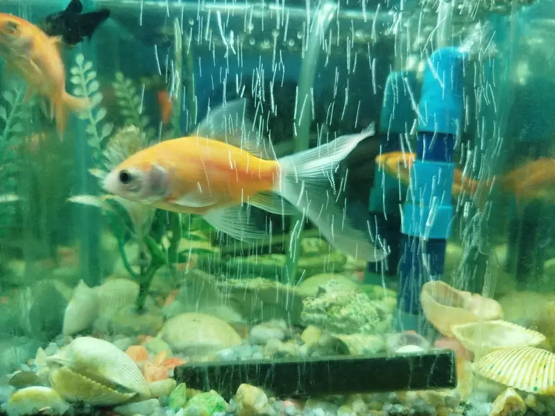 Aquarium 9X9 With Four Fishes — photo 5