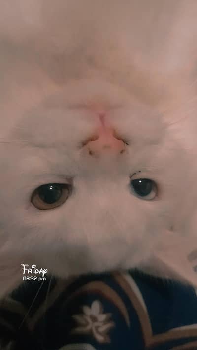 odd eyes male cat