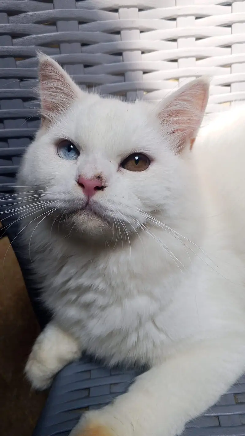 odd eyes male cat — photo 2