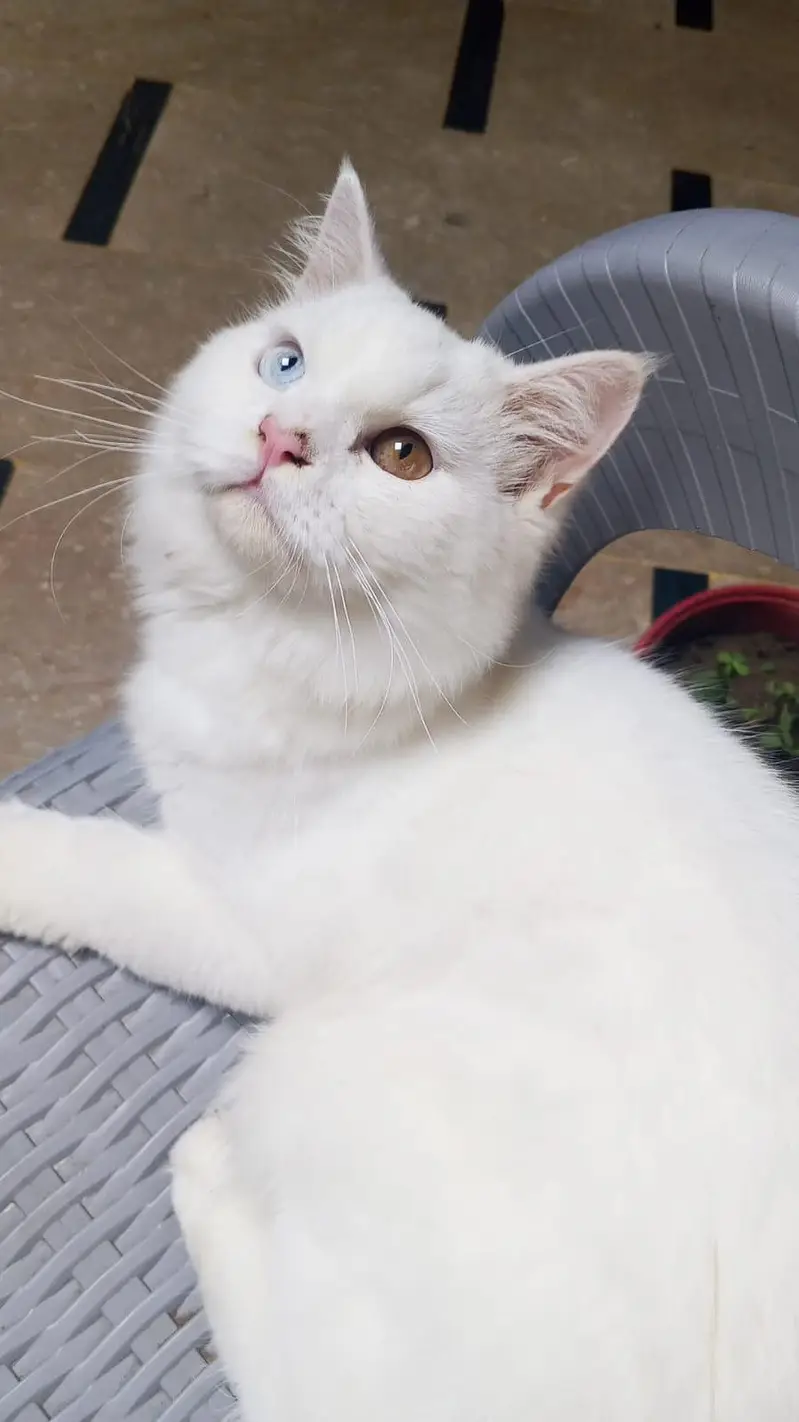 odd eyes male cat — photo 5