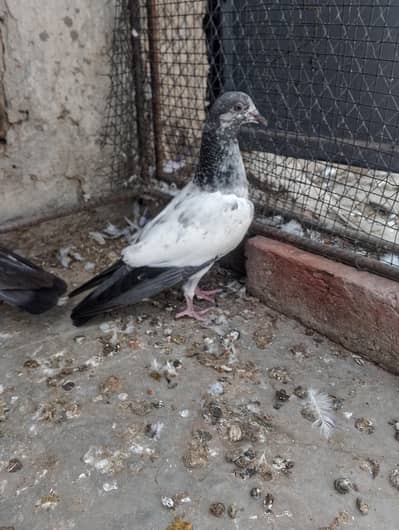 baby pigeon for sale