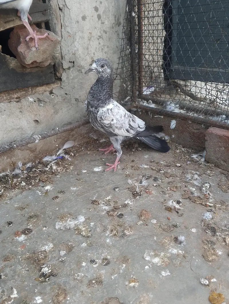 baby pigeon for sale — photo 2