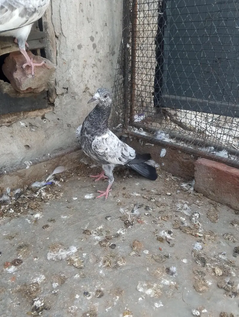 baby pigeon for sale — photo 3