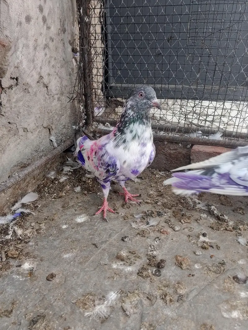 baby pigeon for sale — photo 4