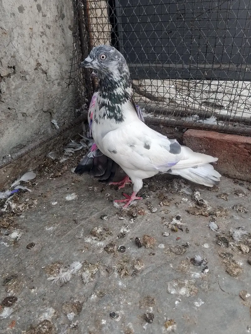 baby pigeon for sale — photo 5