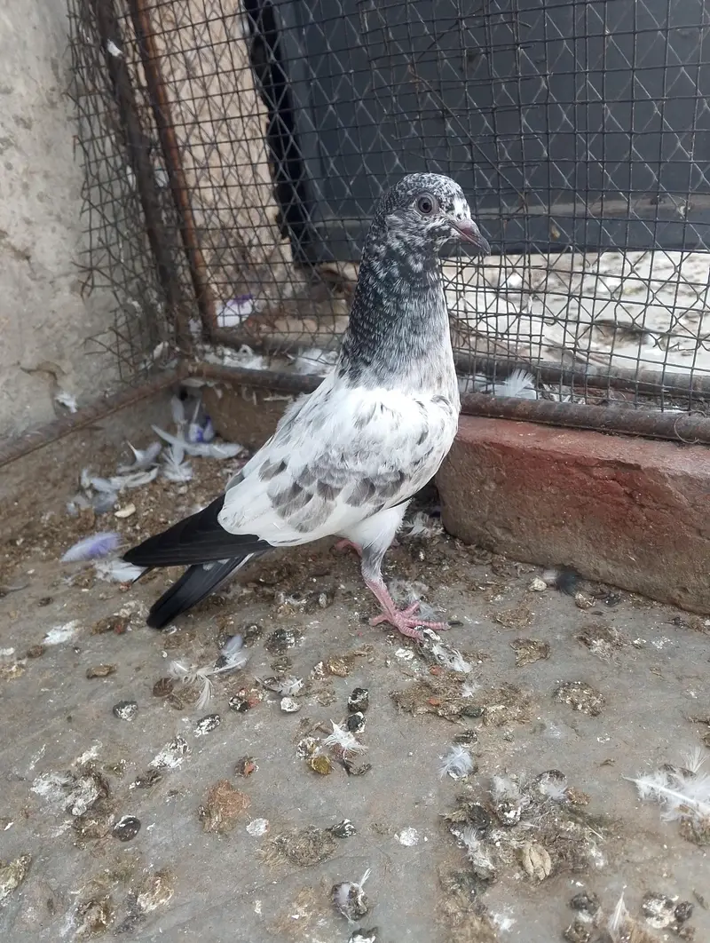 baby pigeon for sale — photo 6