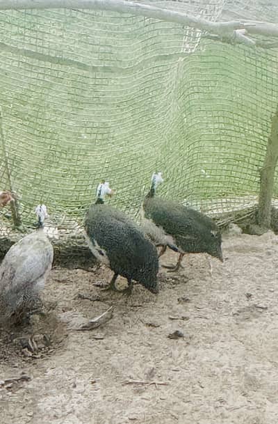 Ginuea Fowls