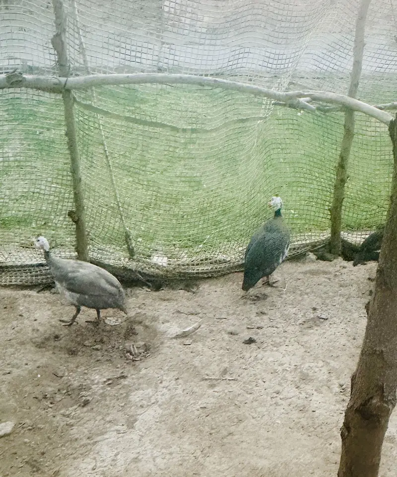 Ginuea Fowls — photo 2