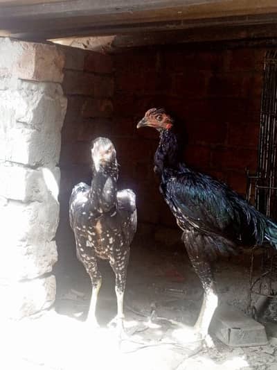 aseel hens for urgent sale