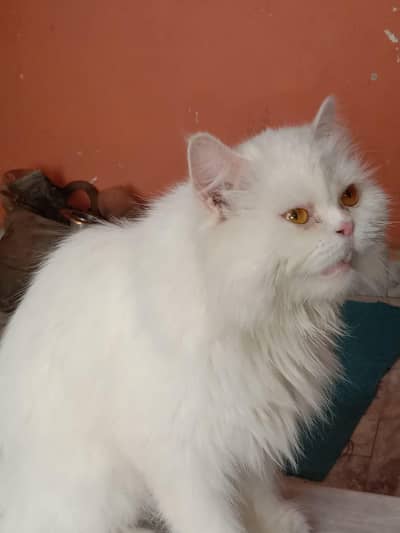 female Persian cat