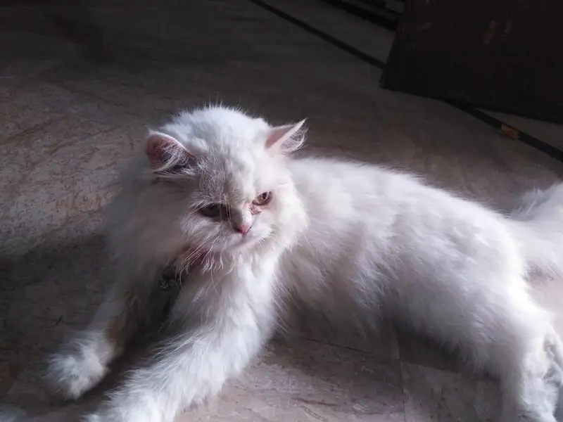 female Persian cat — photo 2