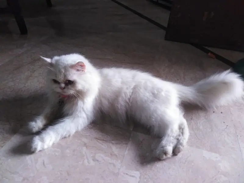 female Persian cat — photo 3