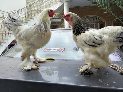 Light Columbian Barhama Breeder