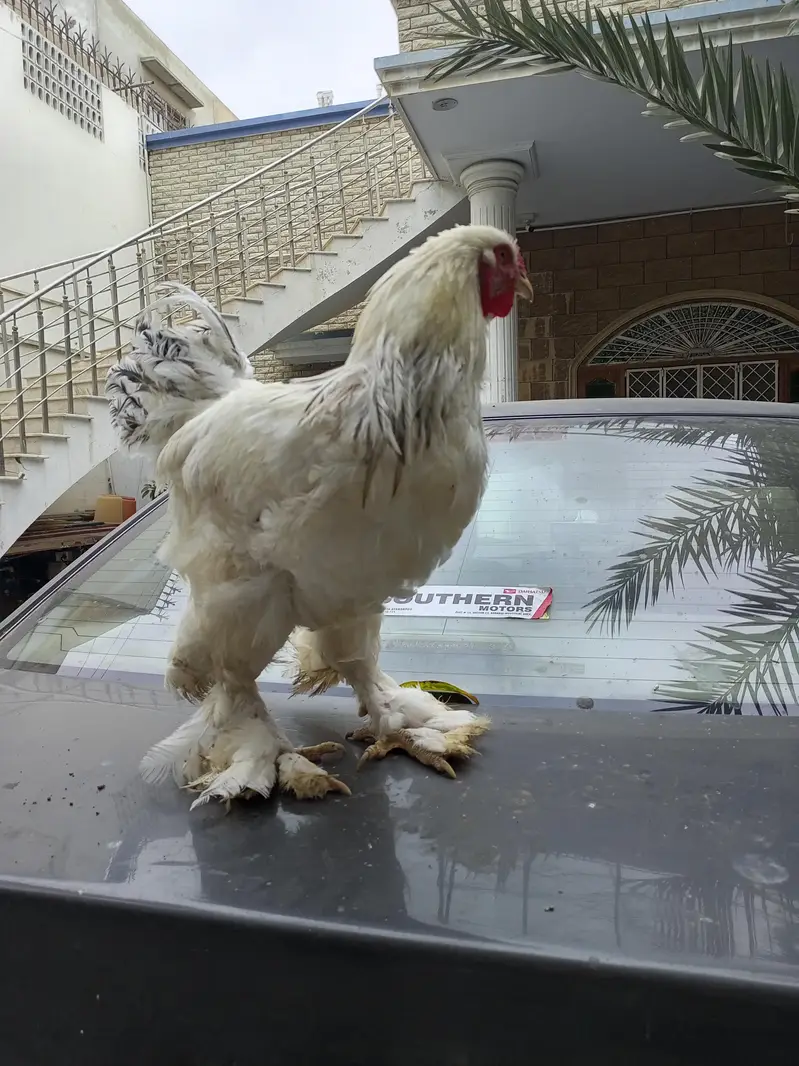 Light Columbian Barhama Breeder — photo 2