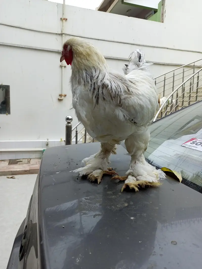 Light Columbian Barhama Breeder — photo 3