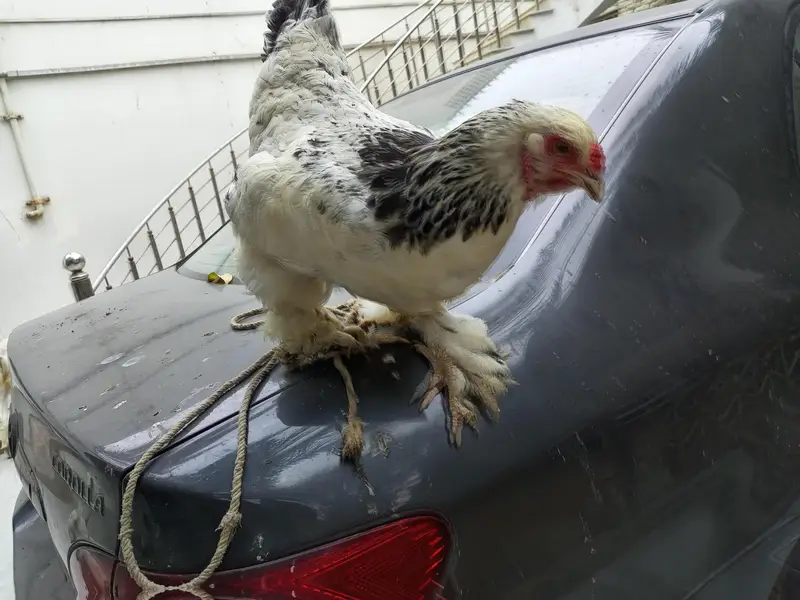 Light Columbian Barhama Breeder — photo 4