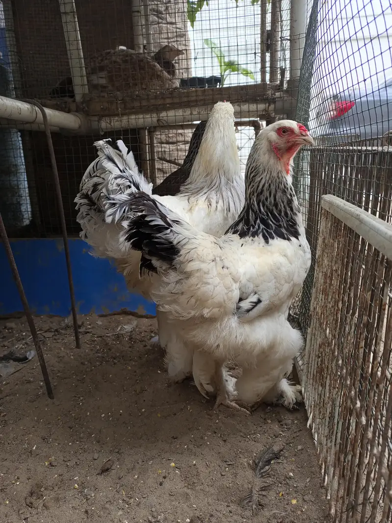 Light Columbian Barhama Breeder — photo 5