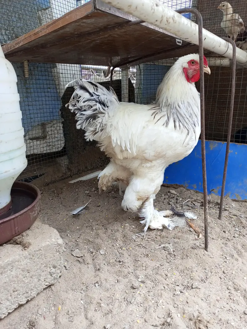 Light Columbian Barhama Breeder — photo 6