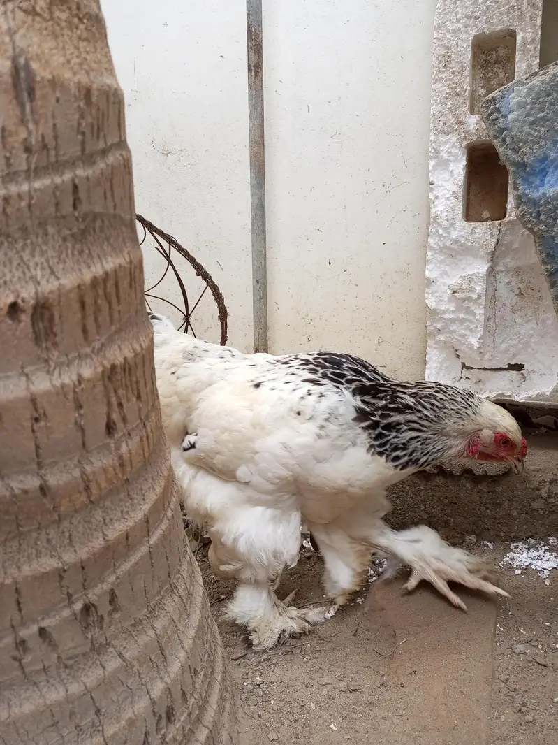 Light Columbian Barhama Breeder — photo 7