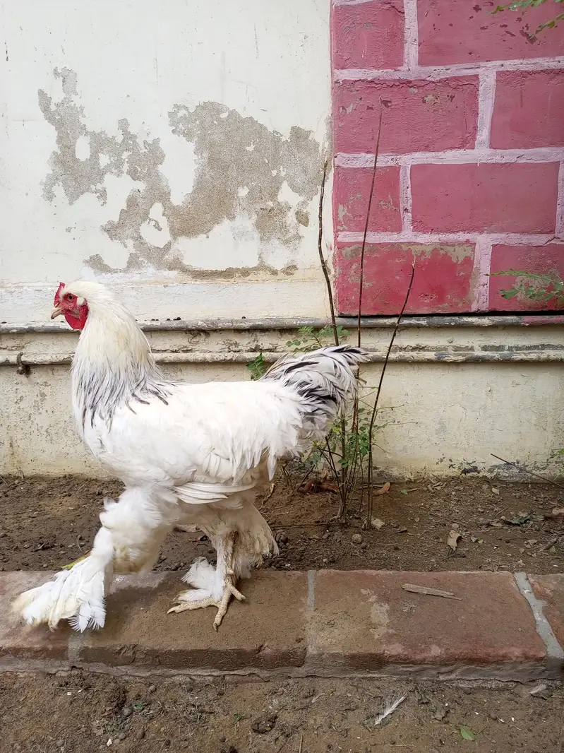 Light Columbian Barhama Breeder — photo 8