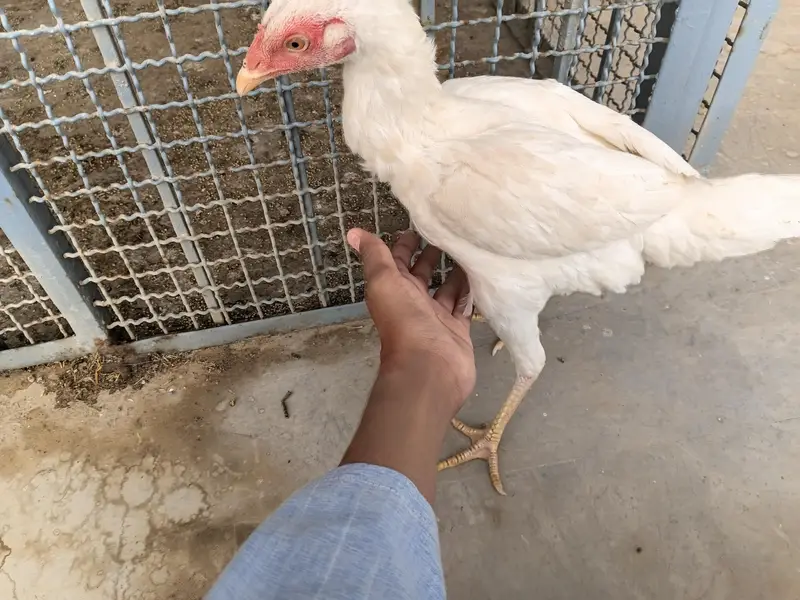 shamo and heera cross — photo 8