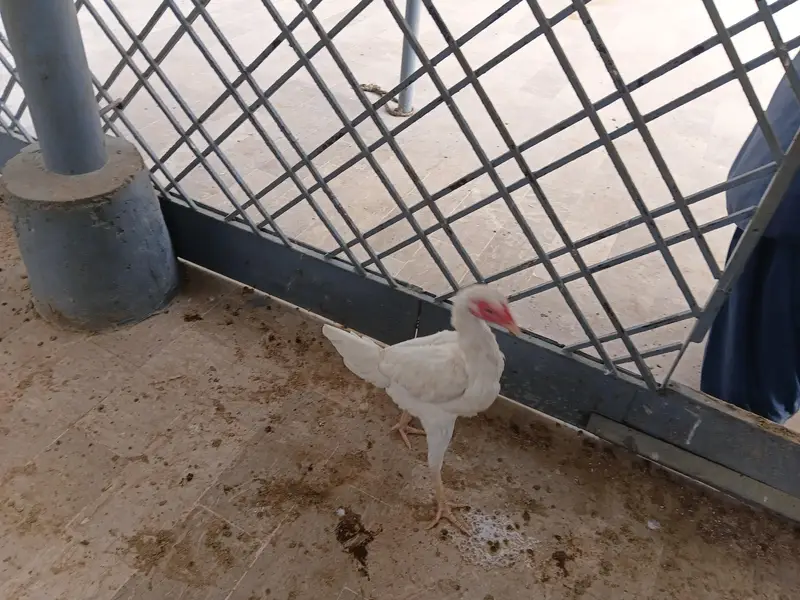 shamo and heera cross — photo 10