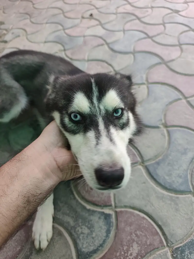 husky female for urgent sale — photo 2