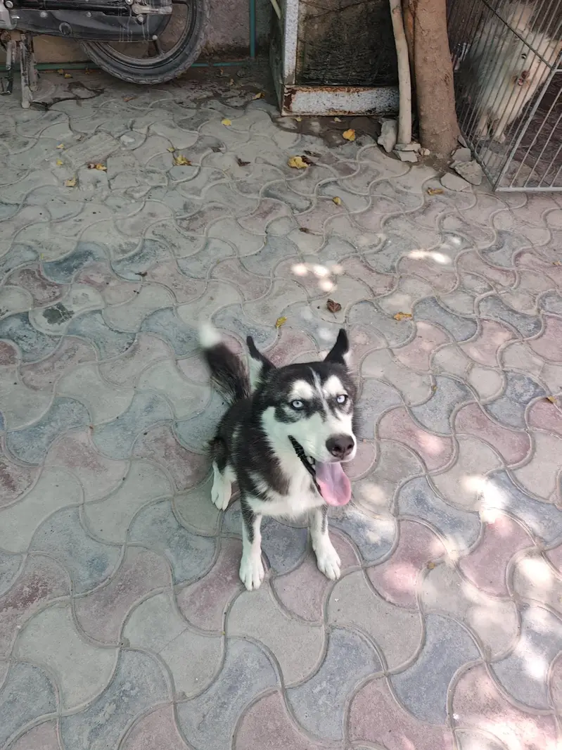 husky female for urgent sale — photo 3