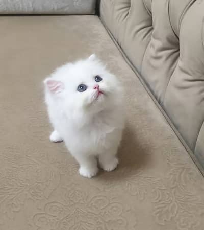 Persian kittens | Punch face | Triple coat | Persian kittens for sale