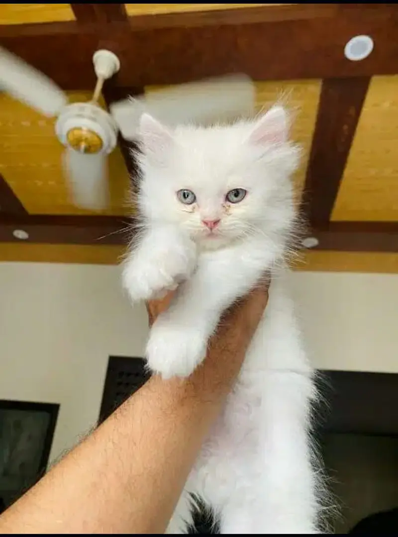 Persian kittens | Punch face | Triple coat | Persian kittens for sale — photo 2