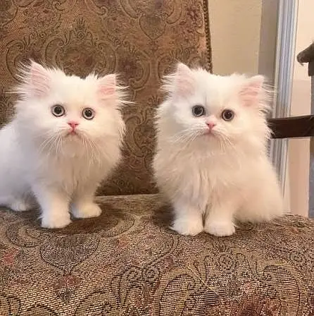 Persian kittens | Punch face | Triple coat | Persian kittens for sale — photo 3