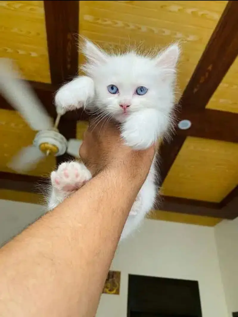 Persian kittens | Punch face | Triple coat | Persian kittens for sale — photo 4