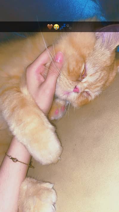 Persian cat | Persian male cat for stud