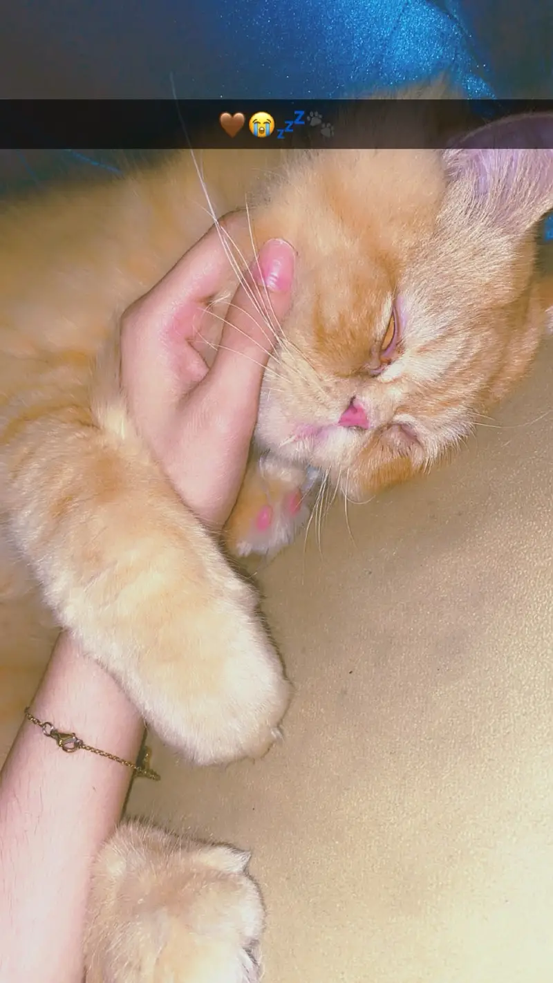 Persian cat | Persian male cat for stud