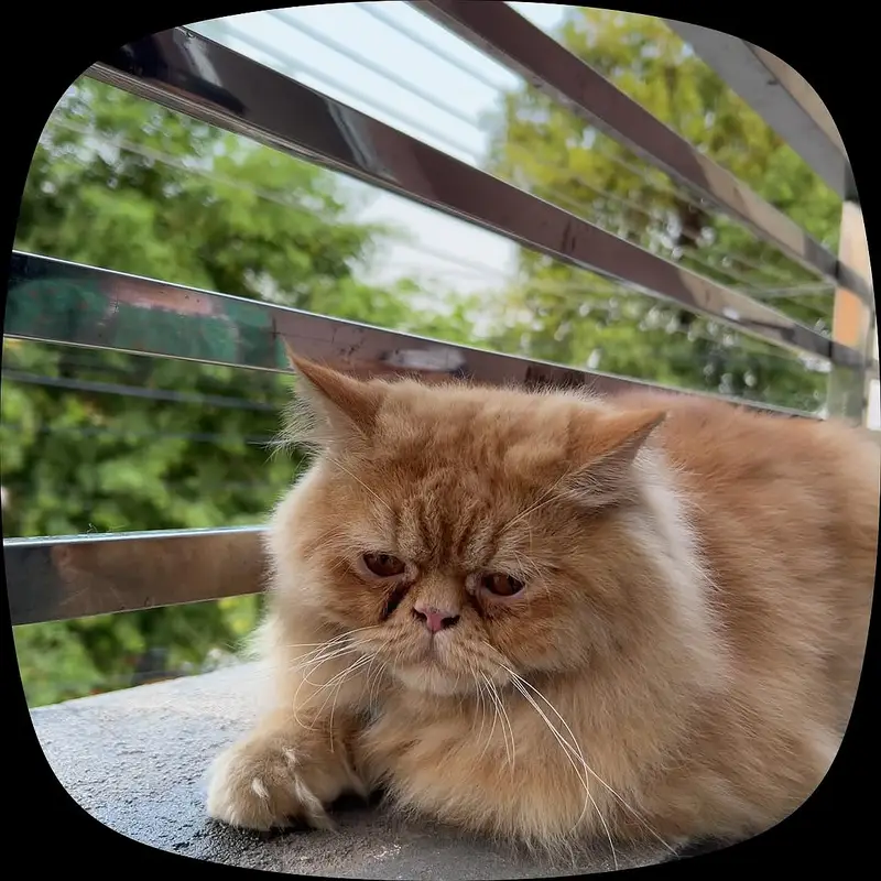 Persian cat | Persian male cat for stud — photo 2