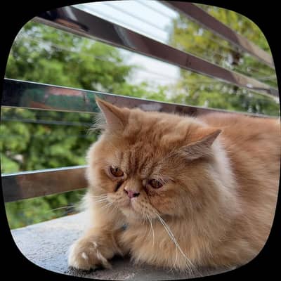 Persian cat | Persian male cat for stud