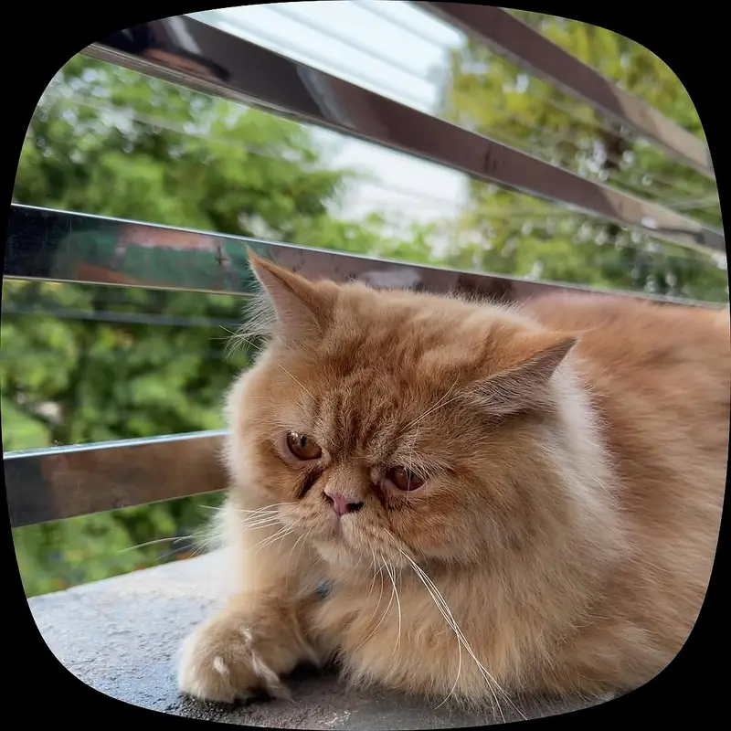 Persian cat | Persian male cat for stud — photo 3