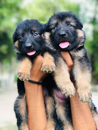 German Shepherd Puppies | GSD | Double , Long Coat |black mask Puppie