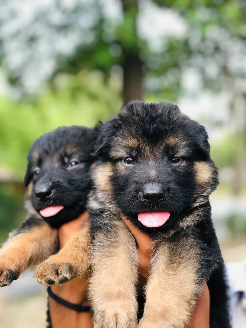 German Shepherd Puppies | GSD | Double , Long Coat |black mask Puppie — photo 2