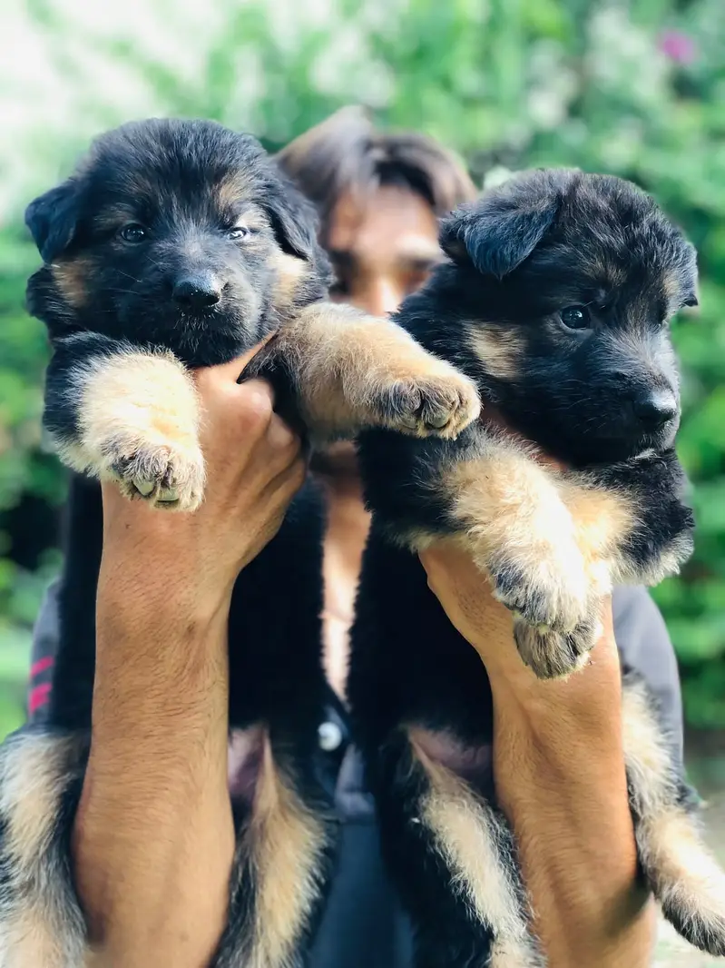 German Shepherd Puppies | GSD | Double , Long Coat |black mask Puppie — photo 3