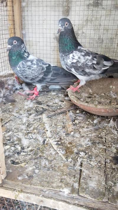 dub Wala breeder pair for sale