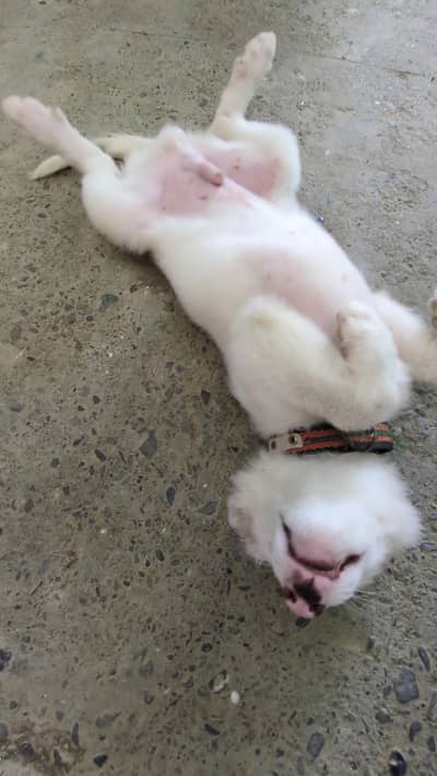 Rassian dog