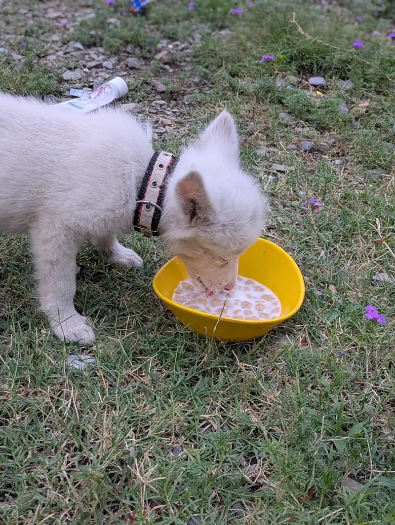 Rassian dog — photo 3