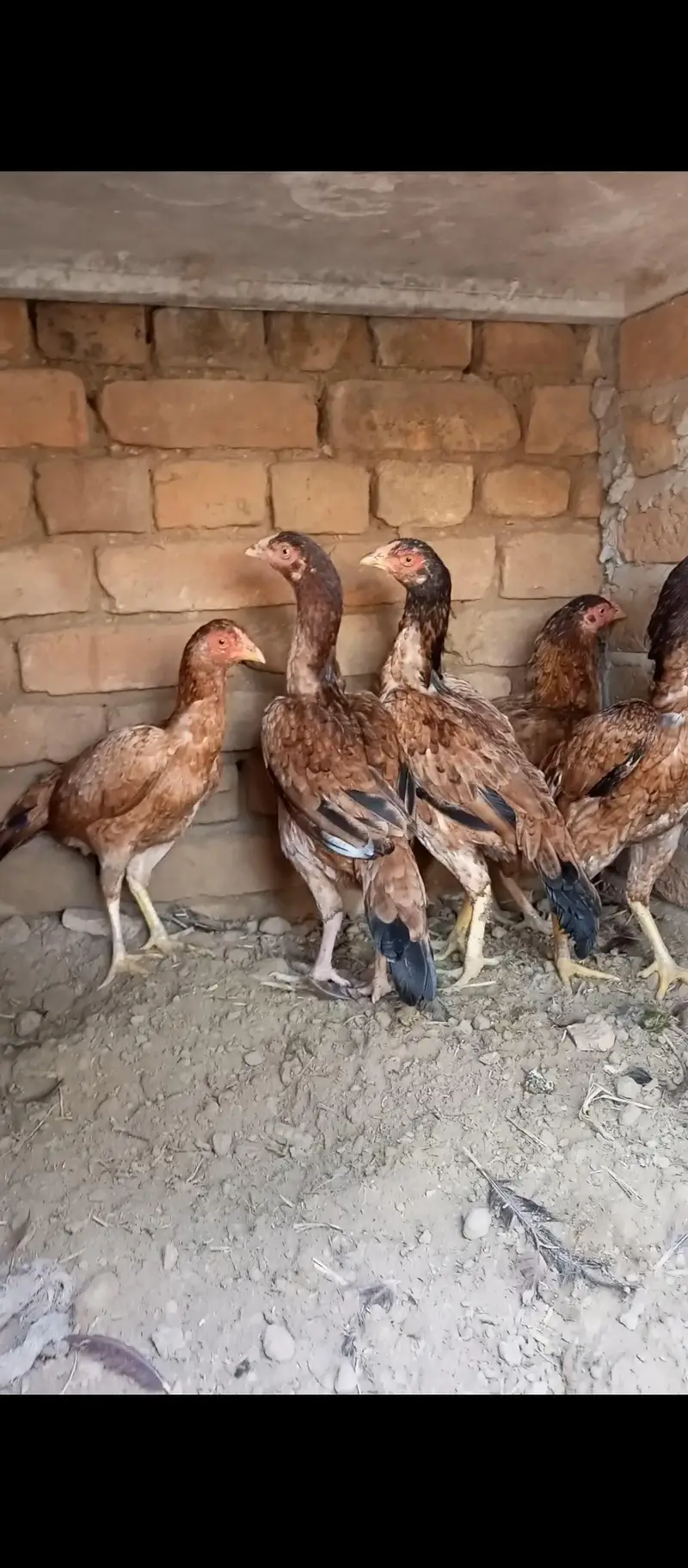 5 Aseel Pathia — photo 10