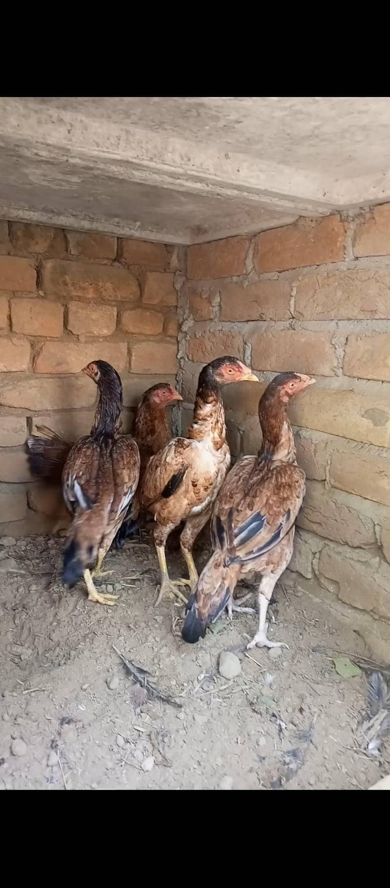5 Aseel Pathia 10