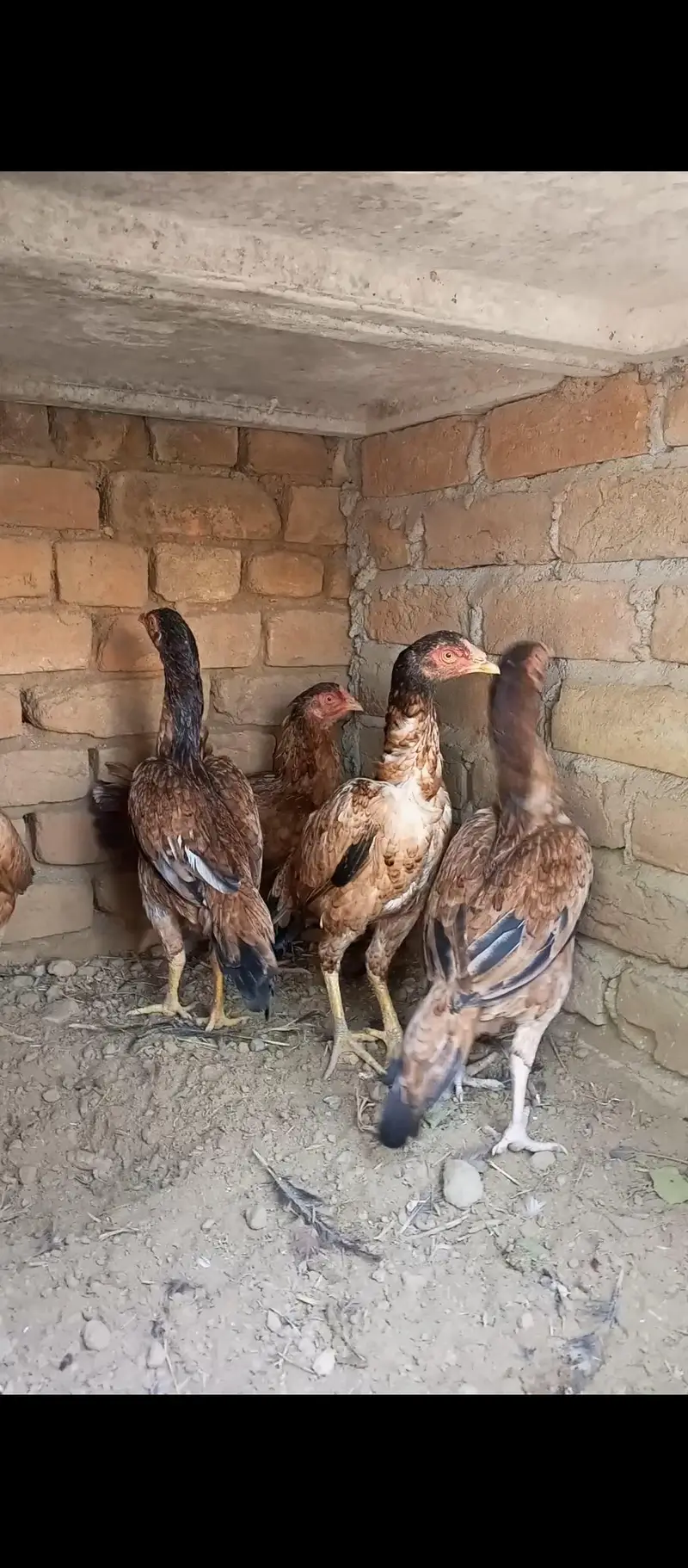 5 Aseel Pathia — photo 12