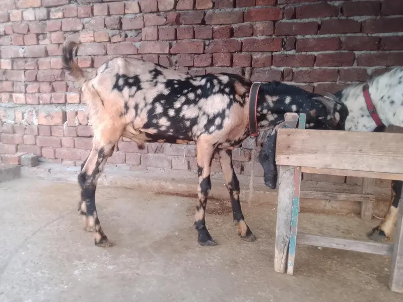 shera print dasi — photo 2