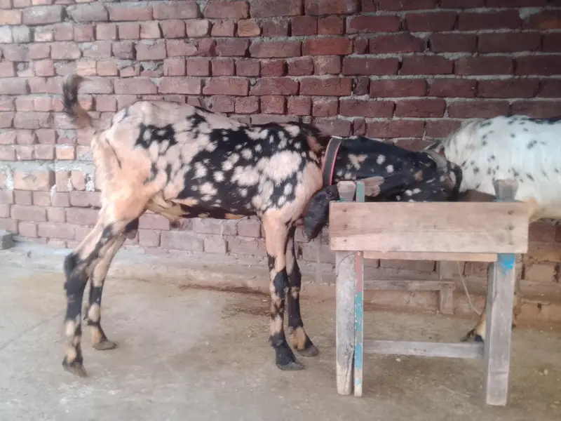 shera print dasi — photo 3