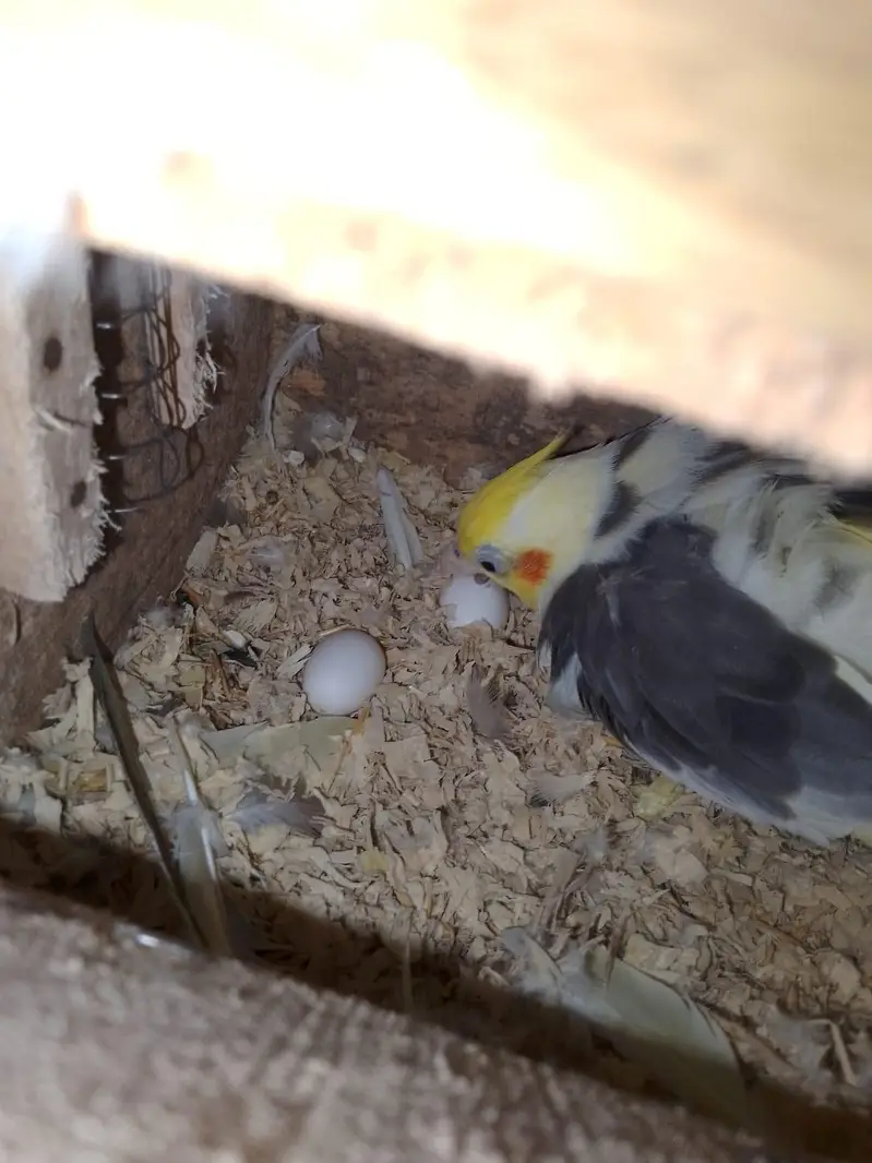 beader pair — photo 3