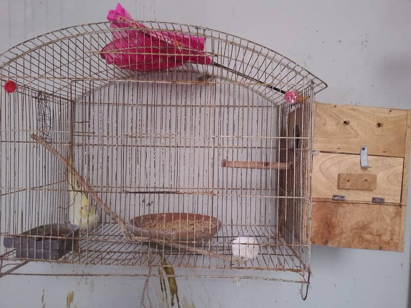 beader pair 11